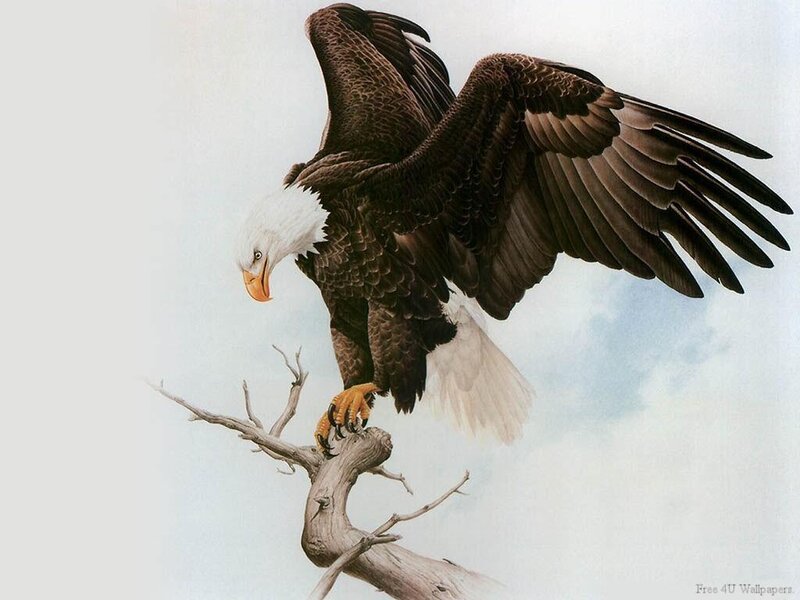 Bald Eagle on Branch — White, Dramatic, Illustration