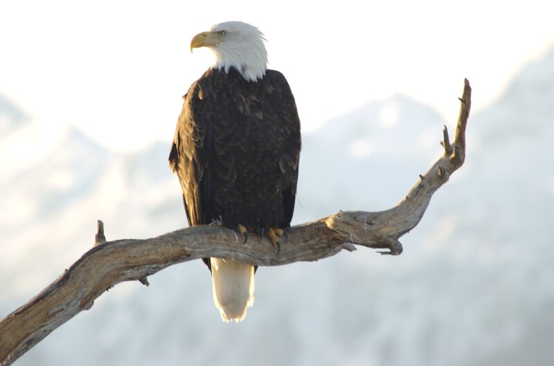 Bald Eagle on Branch — White, Serene