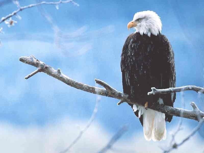 Bald Eagle on Branch — White, Serene, Winter, Photograph