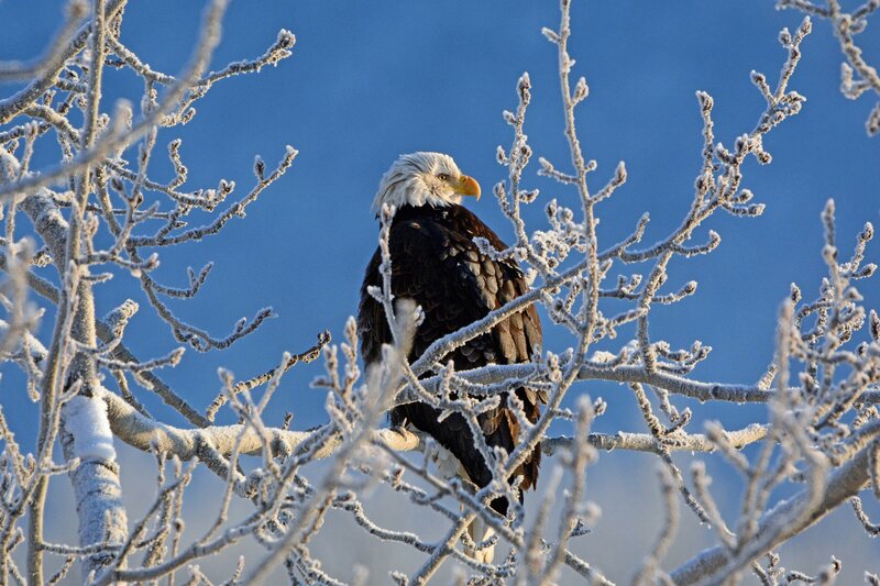 Bald Eagle on Branch — White, Serene, Winter