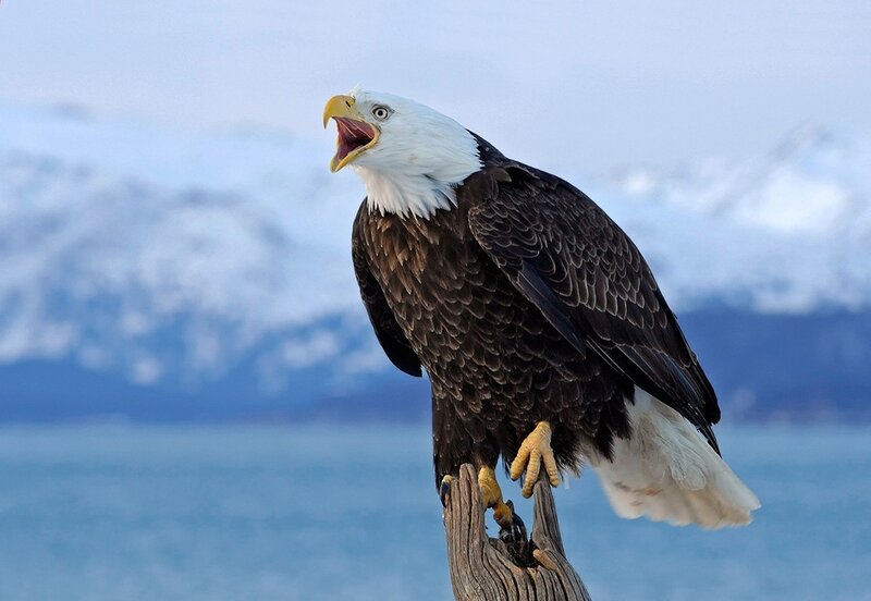 Bald Eagle on Branch — White