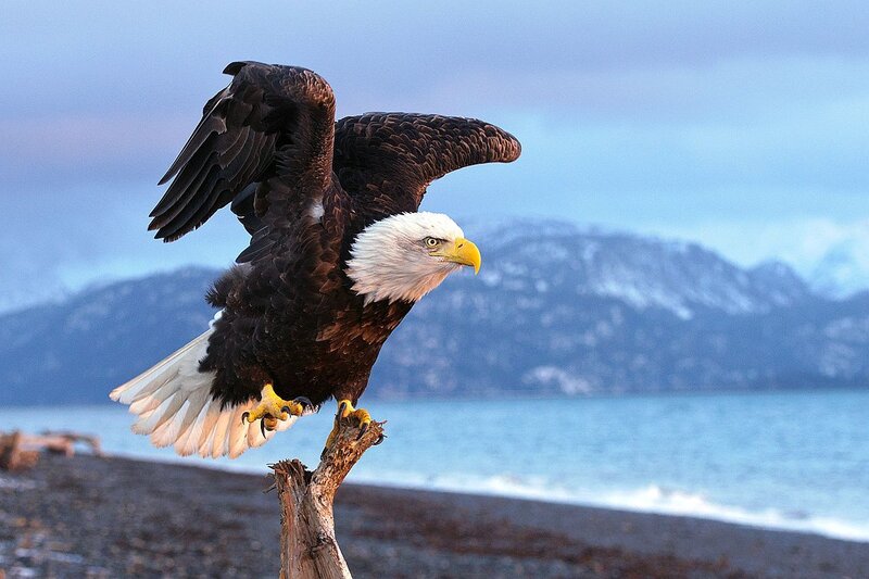 Bald Eagle on Driftwood — Blue