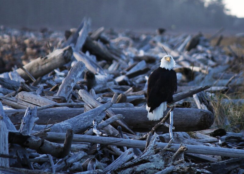 Bald eagle on driftwood