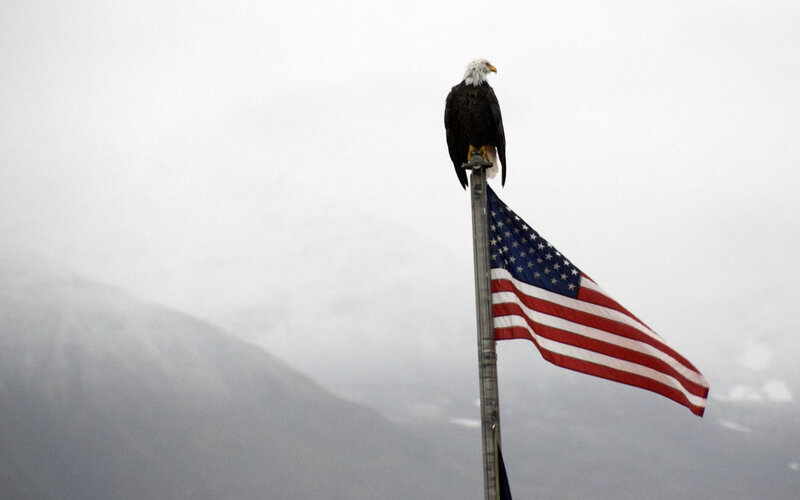 Bald Eagle on Flagpole — Gray, Overcast, Photograph