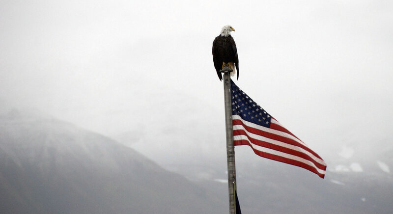 Bald Eagle on Flagpole — Gray, Overcast