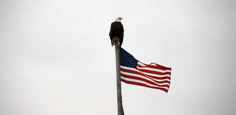Bald Eagle on Flagpole — Gray