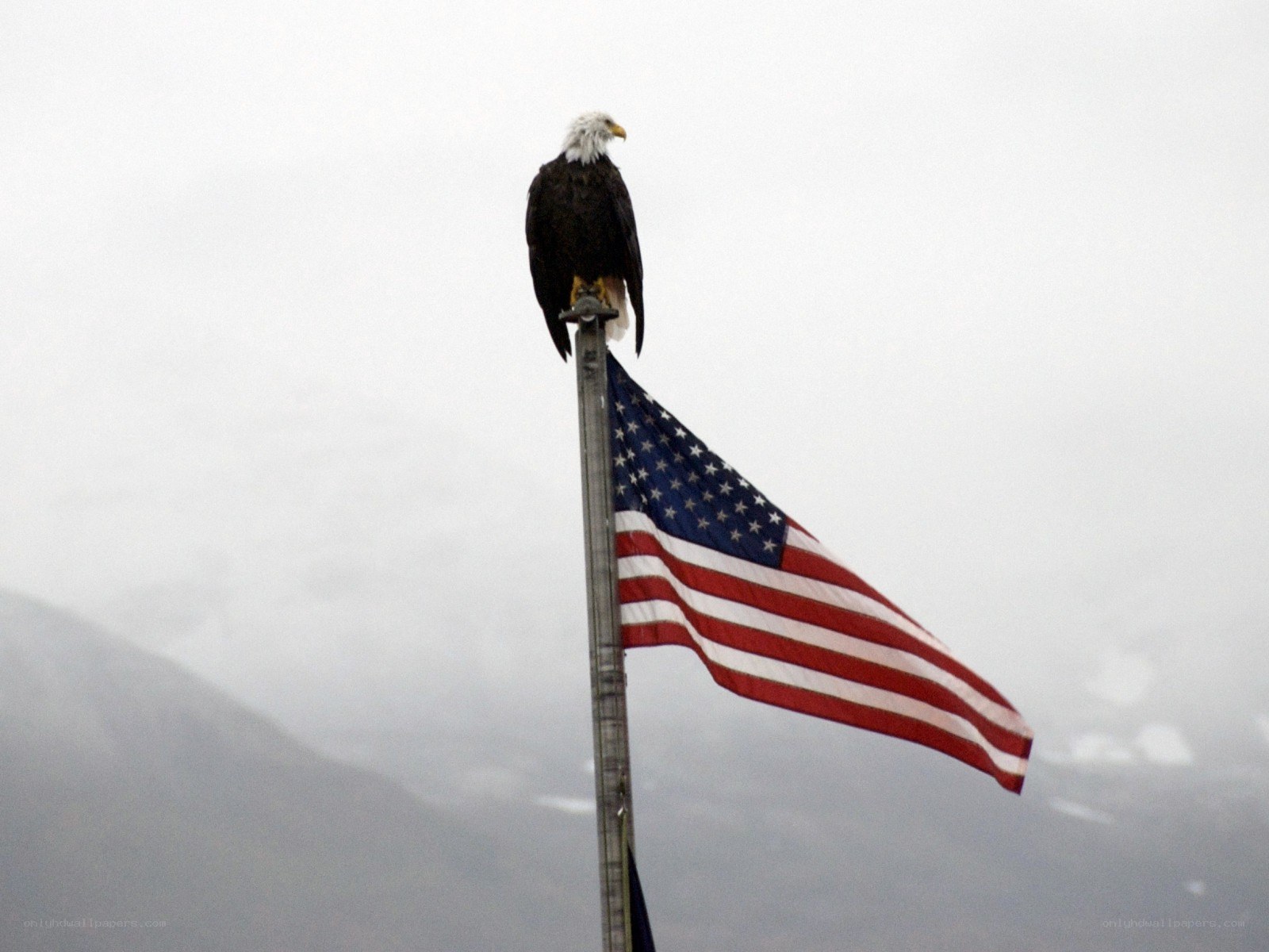 Bald eagle on flagpole