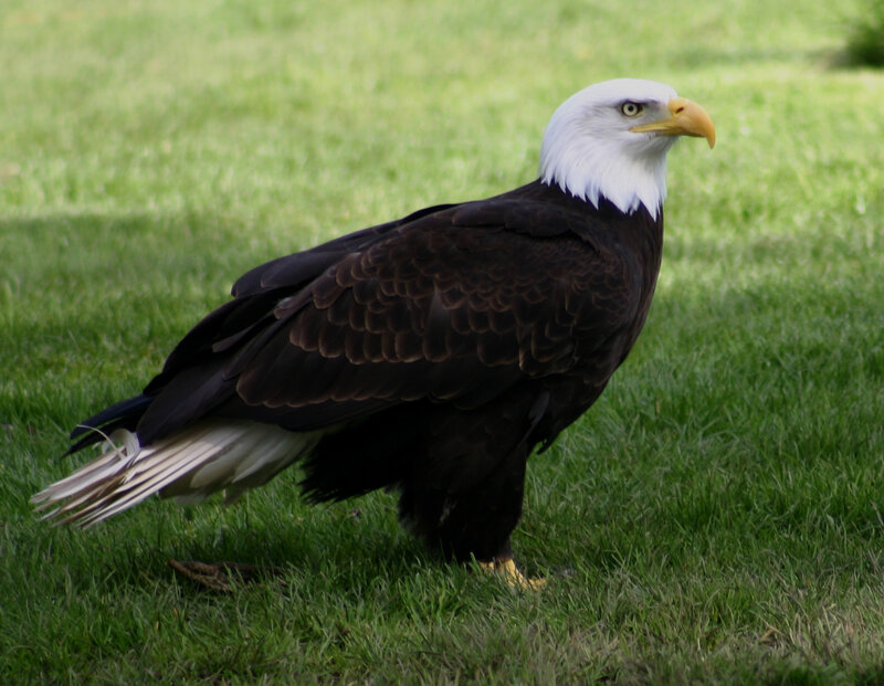 Bald eagle on grass