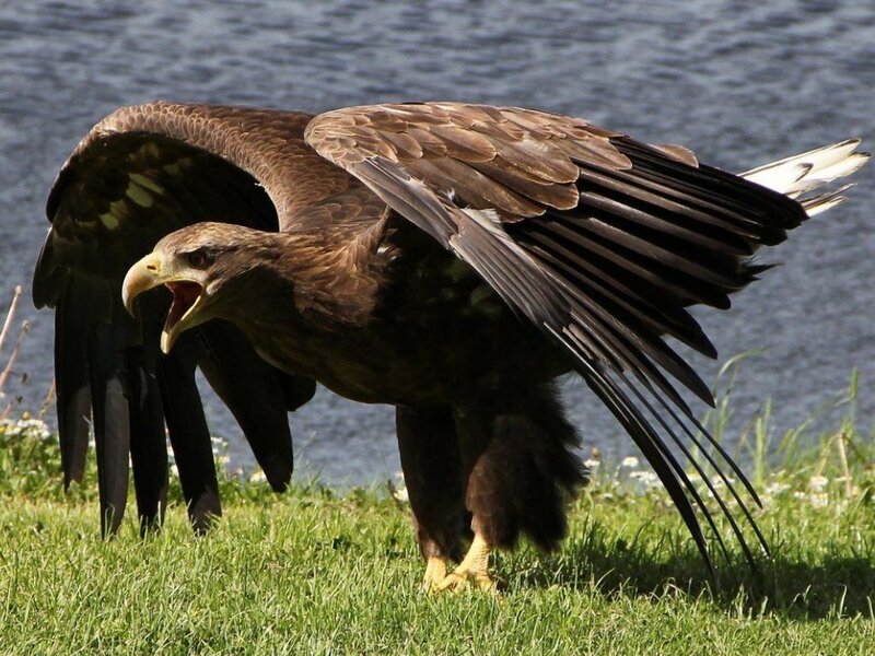 Bald Eagle on Grass — Brown