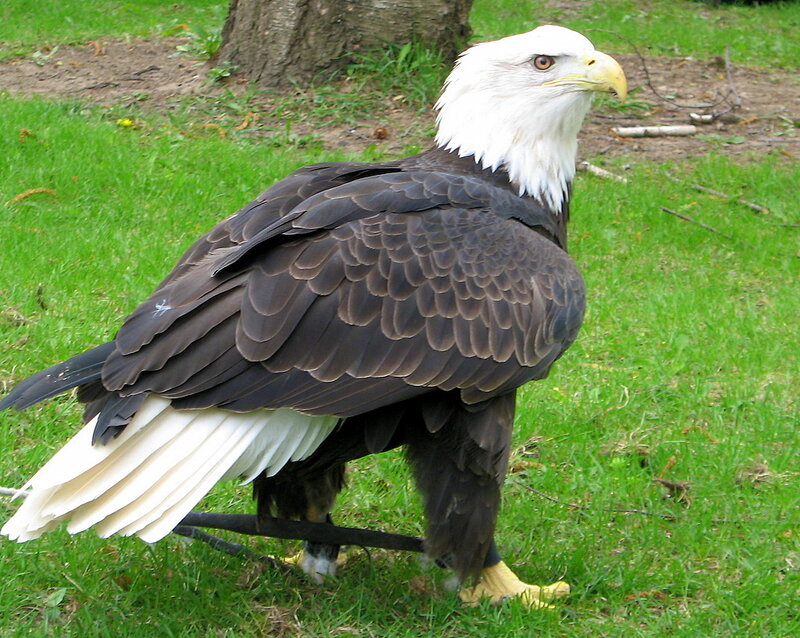 Bald Eagle on Grass — Green, Calm