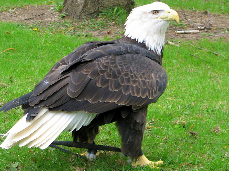 Bald Eagle on Grass — Green