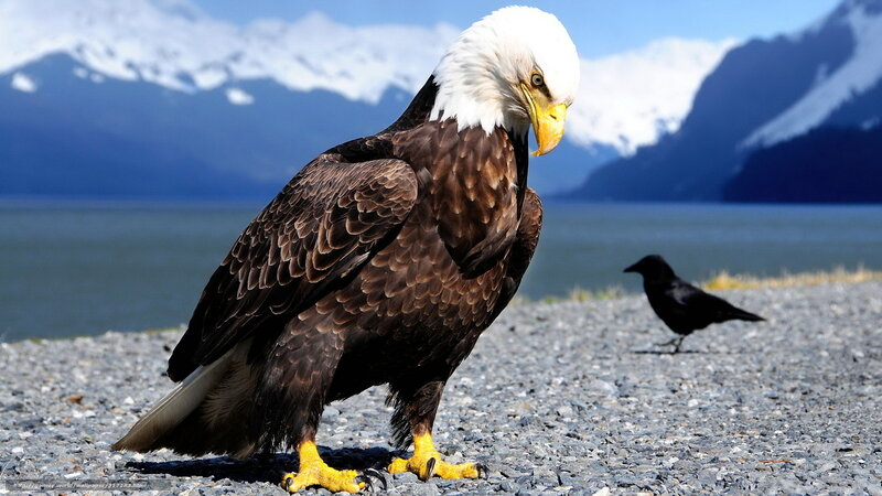 Bald Eagle on Gravel — Brown, Dramatic
