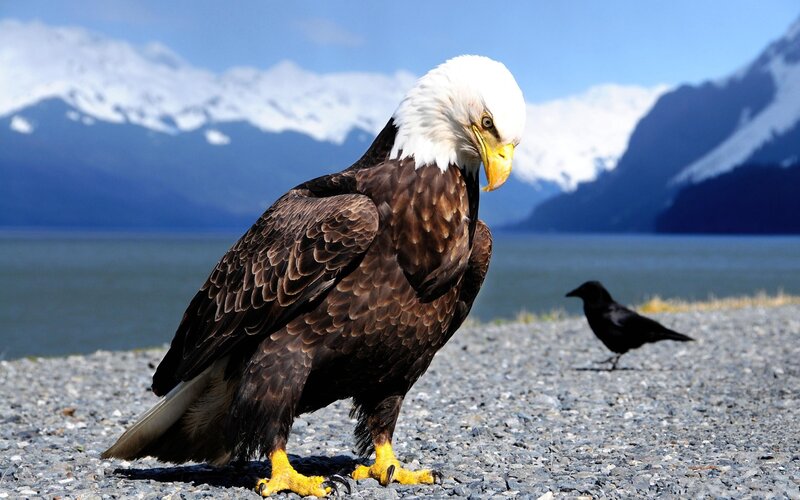 Bald Eagle on Gravel — Brown, Natural, Afternoon