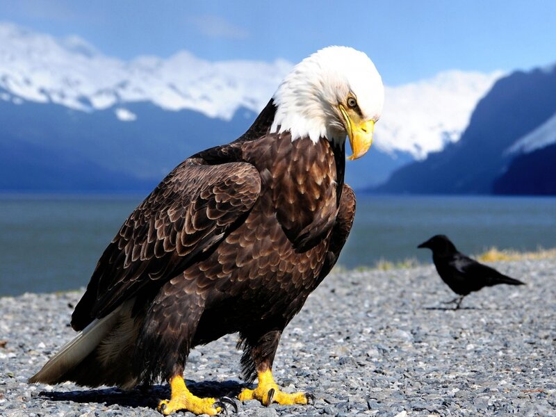 Bald Eagle on Gravel — Brown, Natural