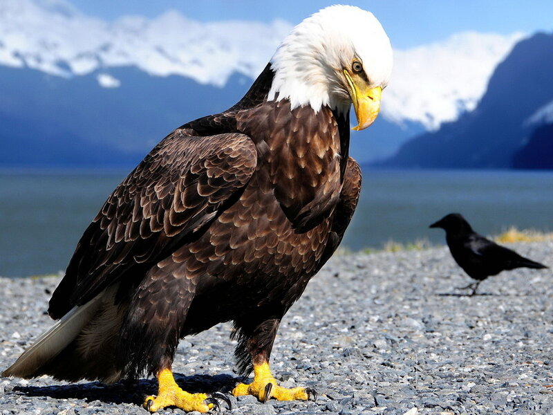 Bald Eagle on Gravel — Brown
