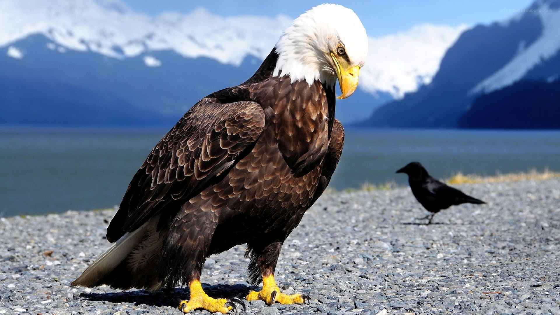 Bald eagle on gravel shore