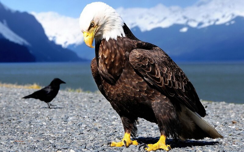 Bald eagle on gravel
