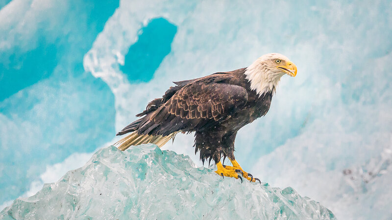 Bald Eagle on Ice — Blue