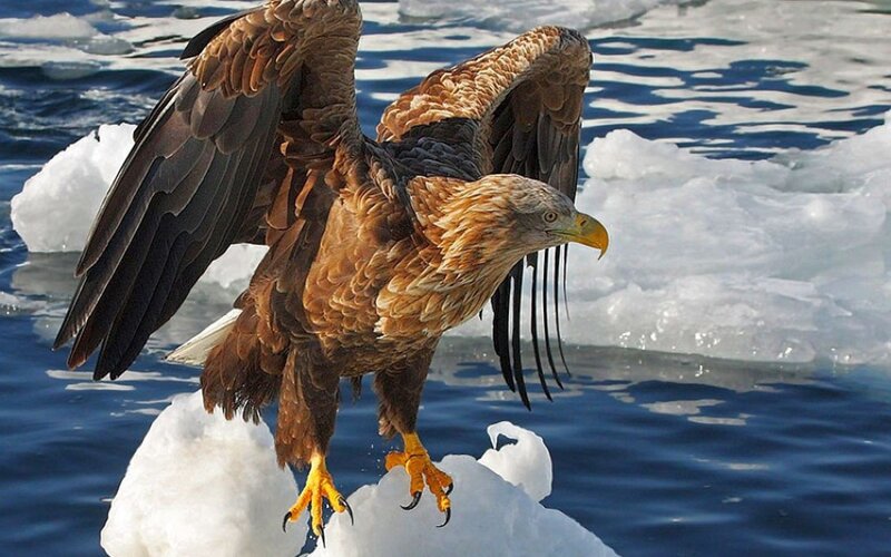 Bald Eagle on Ice — Brown, Dramatic