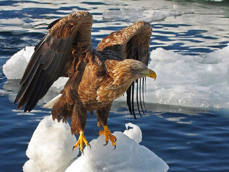 Bald Eagle on Ice — White, Dramatic, Winter