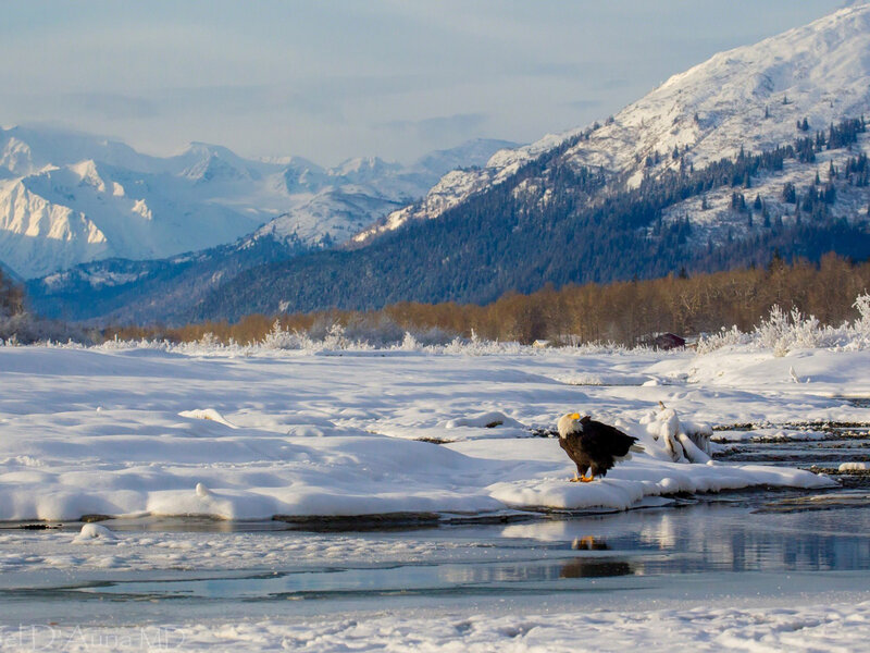 Bald Eagle on Ice — White