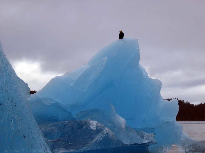 Bald Eagle on Iceberg