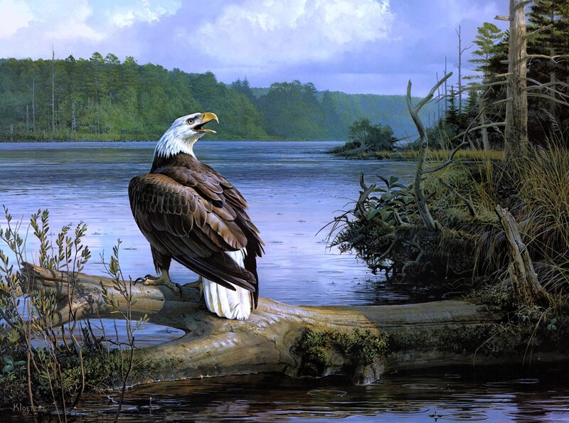 Bald Eagle on Log — Blue, Serene, Afternoon