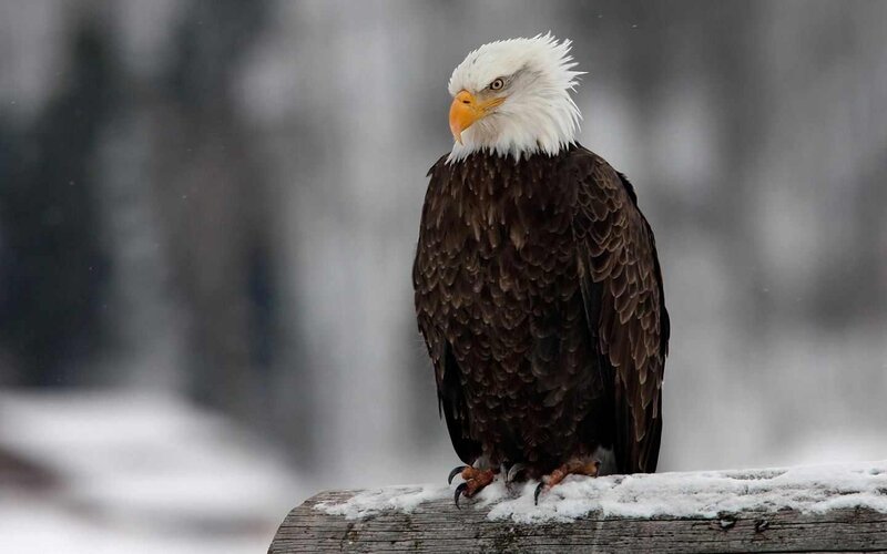 Bald Eagle on Log — Brown