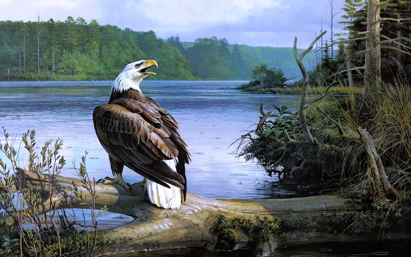 Bald Eagle on Log