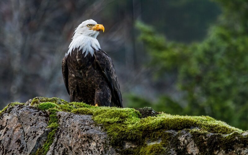 Bald eagle on mossy rock