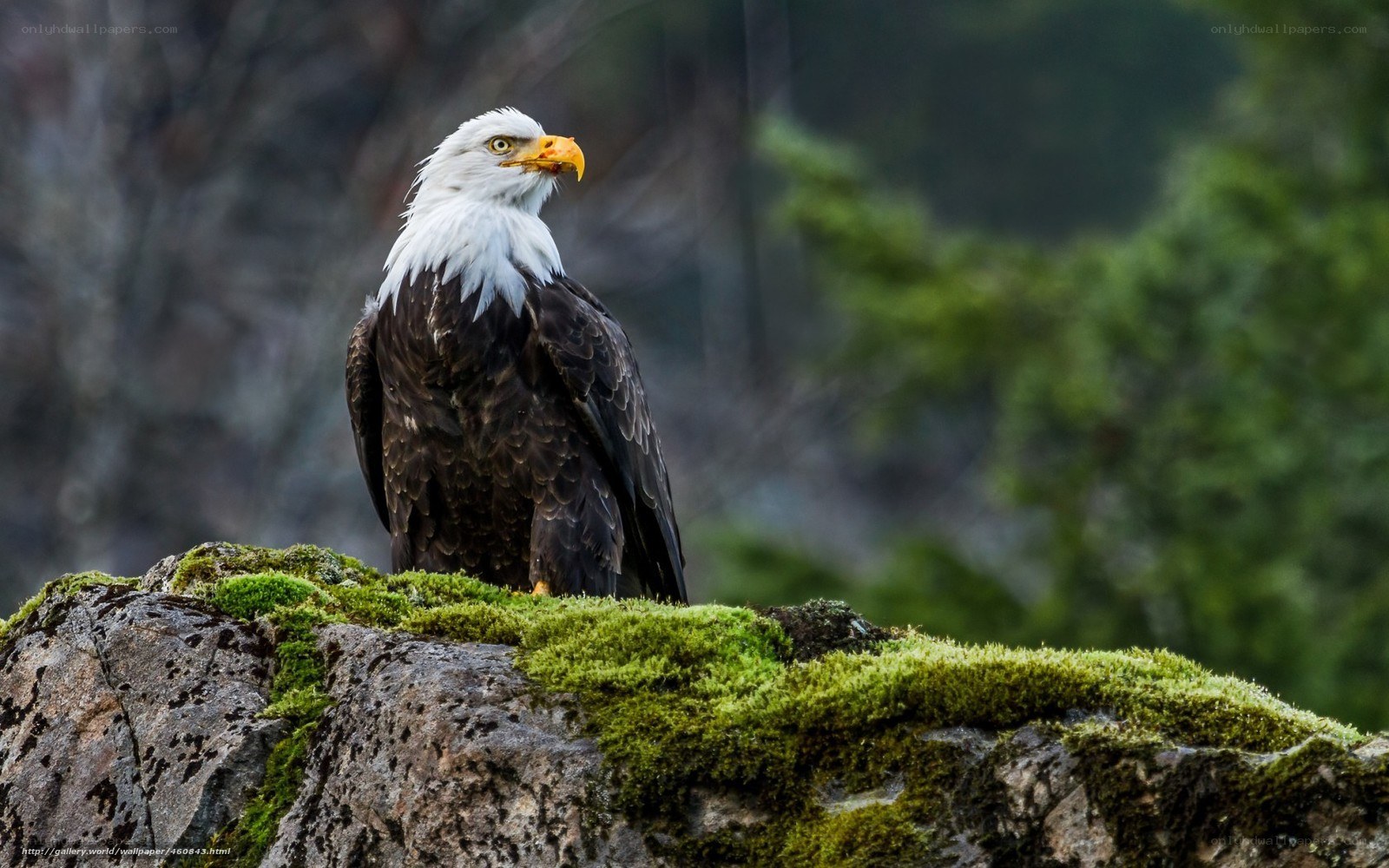 Bald eagle on mossy rock