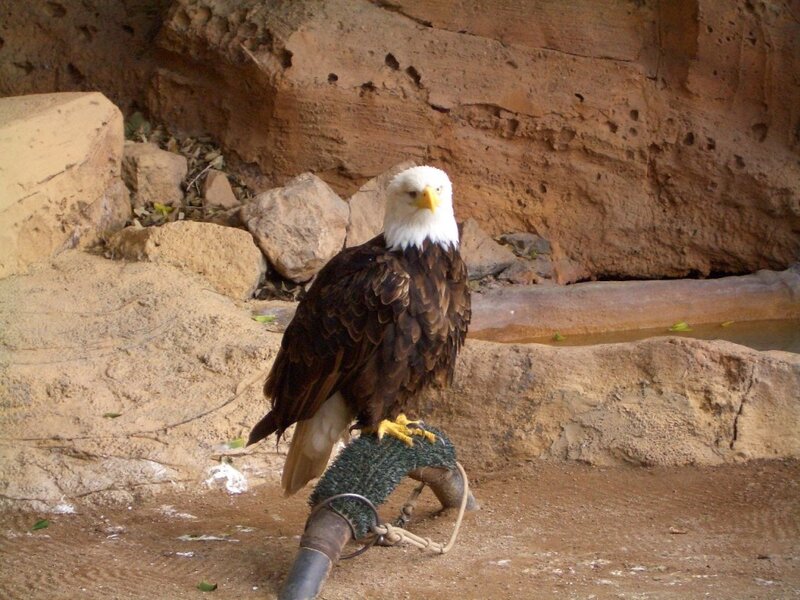Bald Eagle on Perch