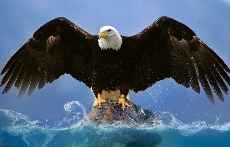 Bald Eagle on Rock — Blue, Dramatic