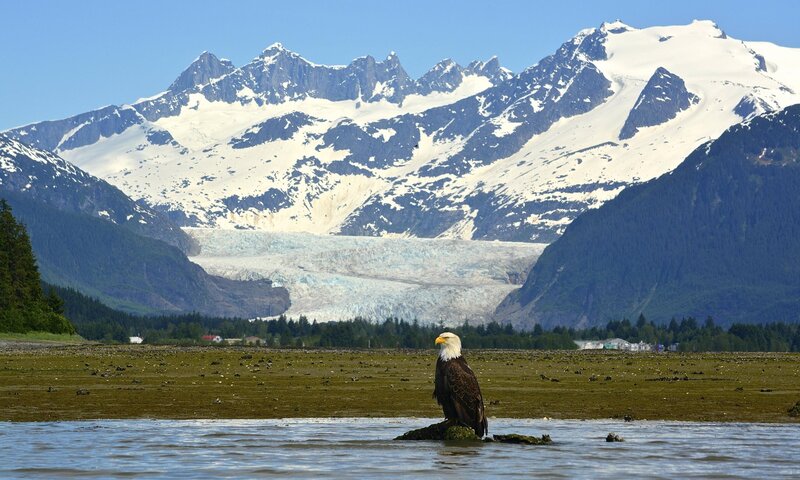 Bald Eagle on Rock — Blue, Serene, Afternoon