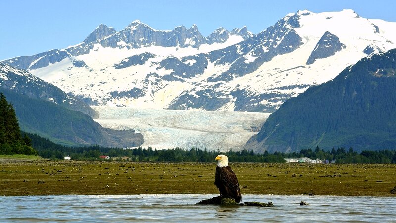 Bald Eagle on Rock — Blue, Serene