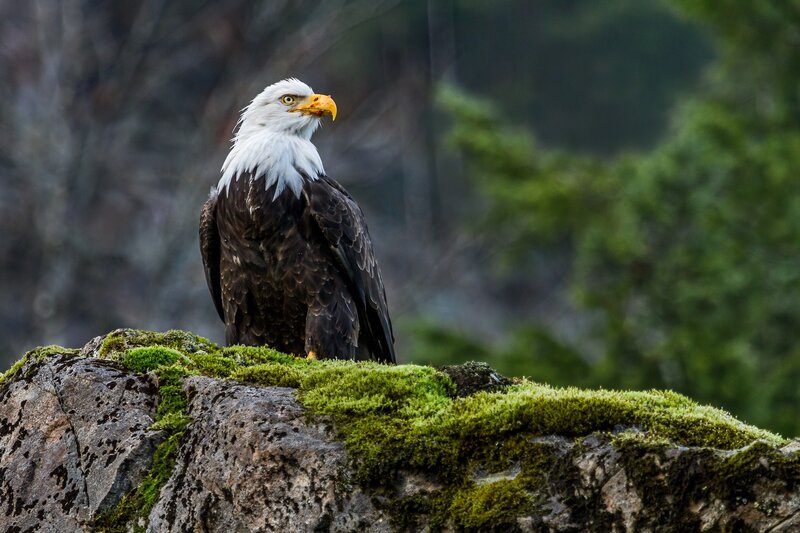 Bald Eagle on Rock — Brown, Alert, Photograph, Moss