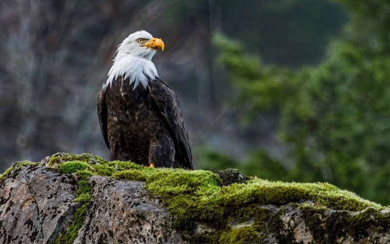 Bald Eagle on Rock — Brown, Alert