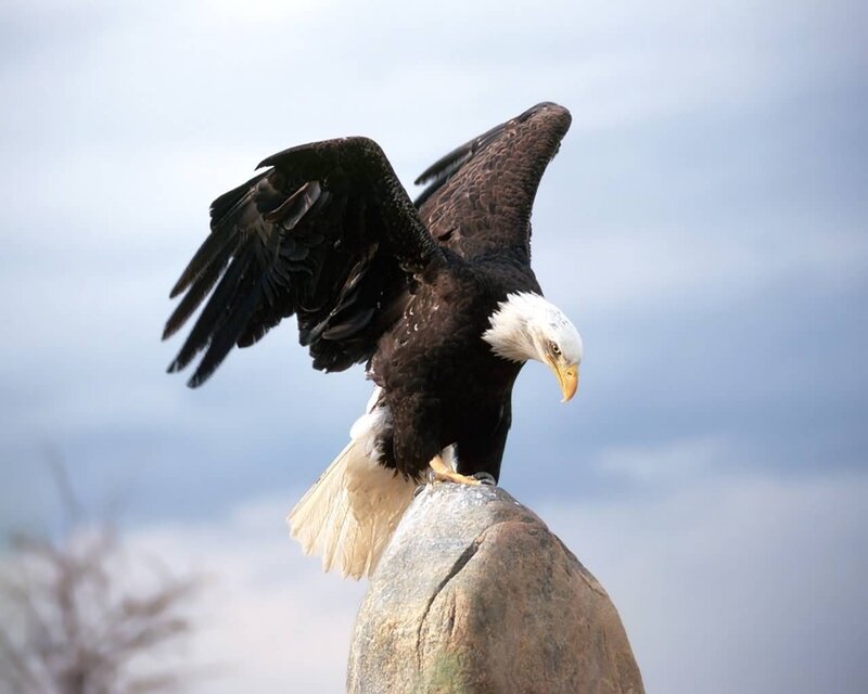 Bald Eagle on Rock — Brown, Dramatic, Afternoon