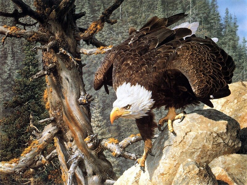Bald Eagle on Rock — Brown, Dramatic, Painting