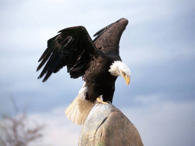 Bald Eagle on Rock — Brown, Dramatic
