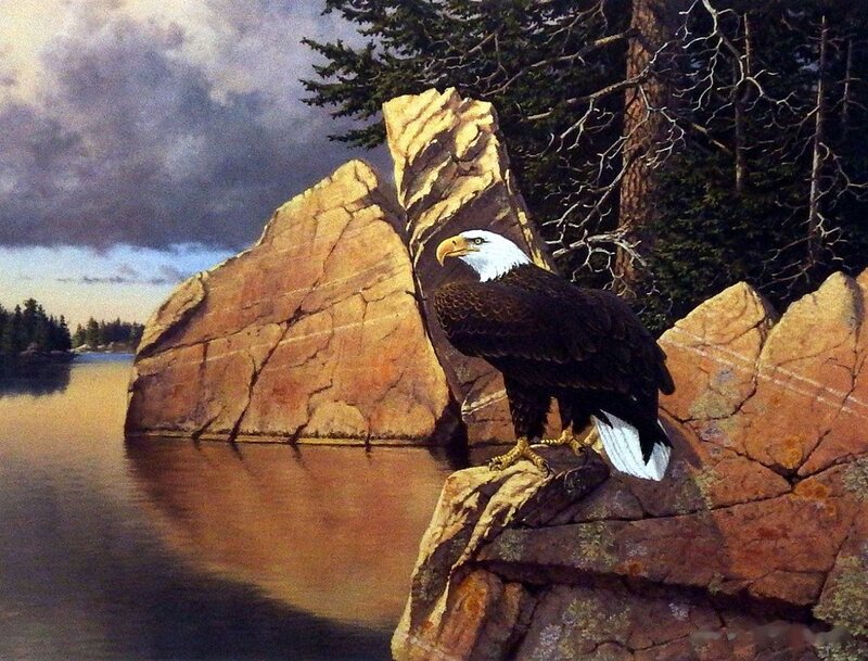 Bald Eagle on Rock — Brown, Serene, Sunset