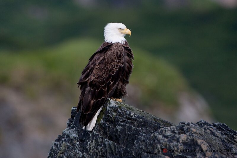 Bald Eagle on Rock — Brown, Serene