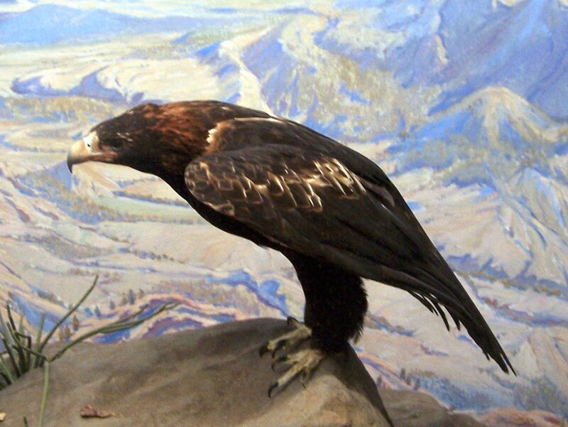 Bald Eagle on Rock — Brown