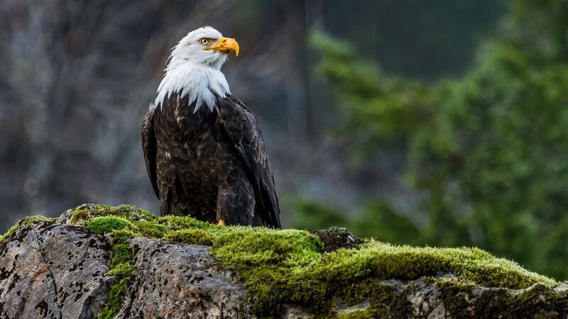 Bald Eagle on Rock — Green, Alert, Photograph