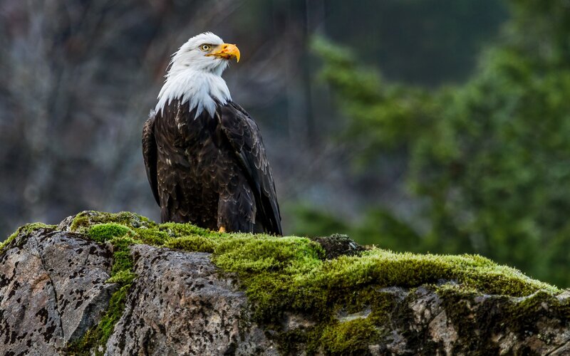 Bald Eagle on Rock — Green, Alert