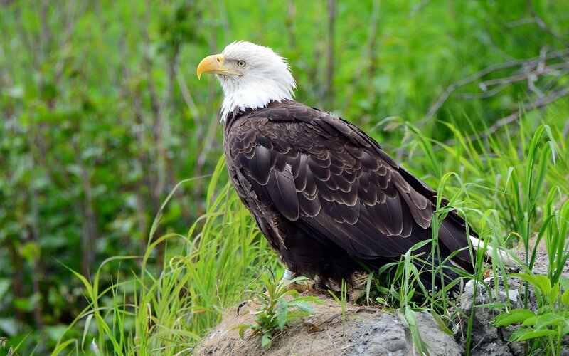 Bald Eagle on Rock — Green, Calm