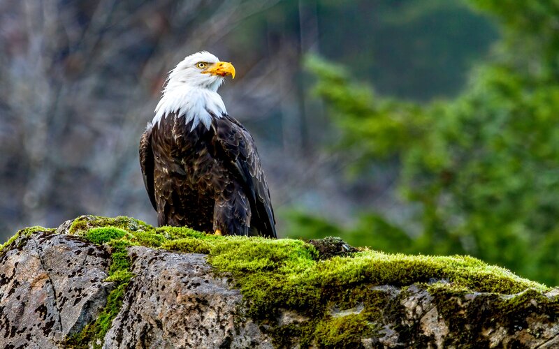 Bald Eagle on Rock — Green, Serene