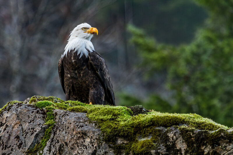 Bald Eagle on Rock — Green