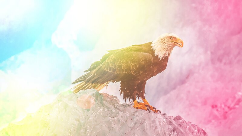Bald Eagle on Rock — Pink