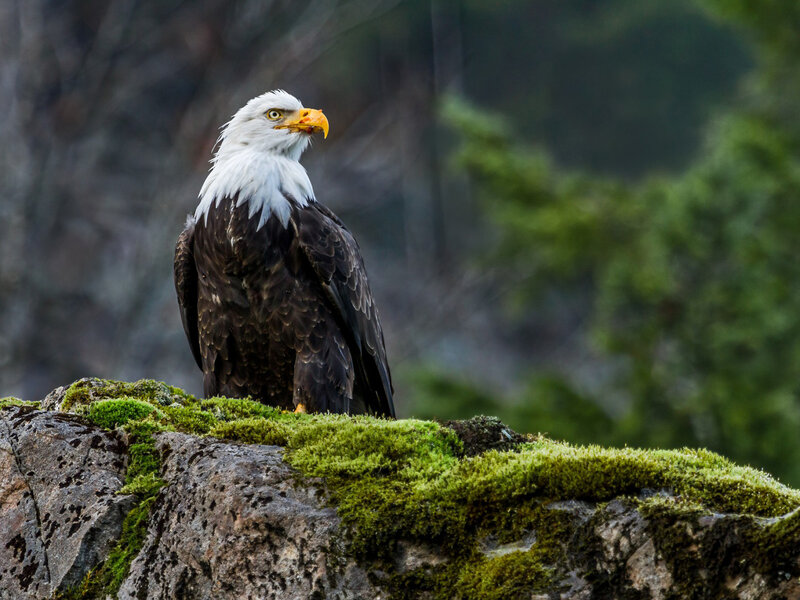 Bald Eagle on Rock — White, Alert